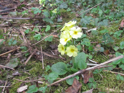 Primula Elatior-H gelb.JPG
