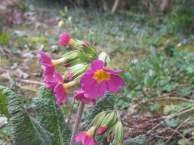 Primula Elatior-H rosa.JPG