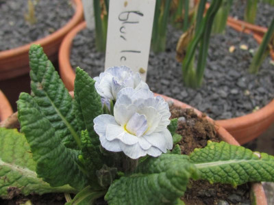 Primula BlueIce.JPG