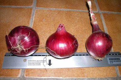 Piroska1.jpg