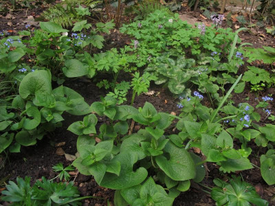 brunnera.JPG