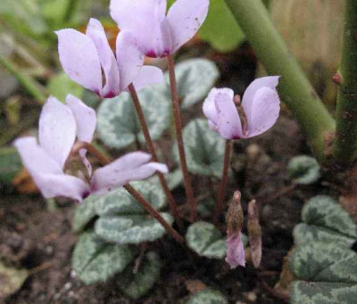 IMG_2150_Cyclamen_cilicicum_.JPG