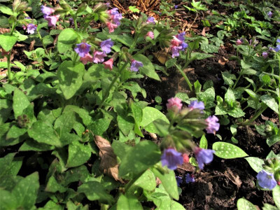 pulmonaria1.JPG