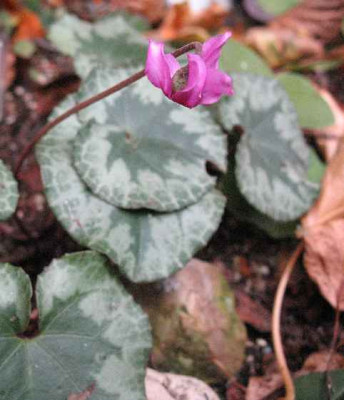 IMG_2154_Cyclamen_purpurascens_.JPG