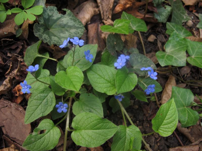 omphalodesverna.JPG