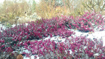 2021-04-05 Erica carnea.jpg