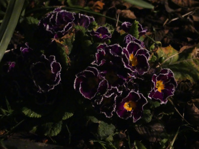 2021-04-05 Primula.jpg