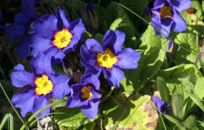 Blaue Primel.jpg