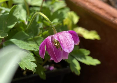 anemone-nemorosa-gigantea-rubra_27.4.20.jpg