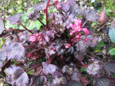 IMG_2143_Saxifraga_cortusifolia_Black_Ruby_.JPG
