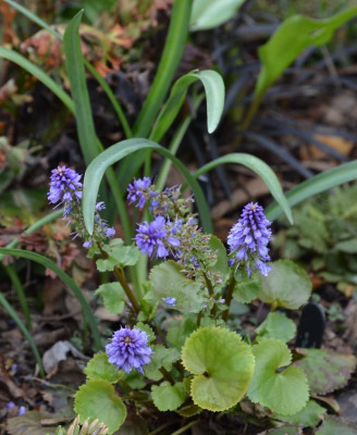 Synthyris_stellata.21-2.jpg