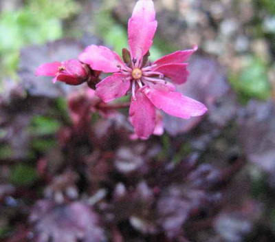IMG_2145__Saxifraga_cortusifolia_Black_Ruby_.JPG