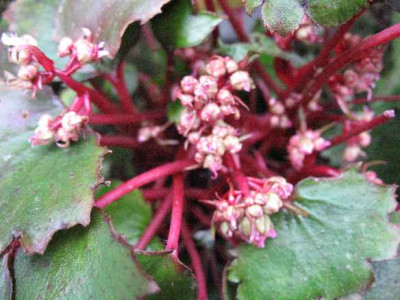 IMG_2167_Saxifraga_cortusifolia_Beni_Shishi_.JPG