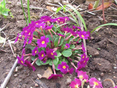 jul Gartenmeister Bartens .JPG