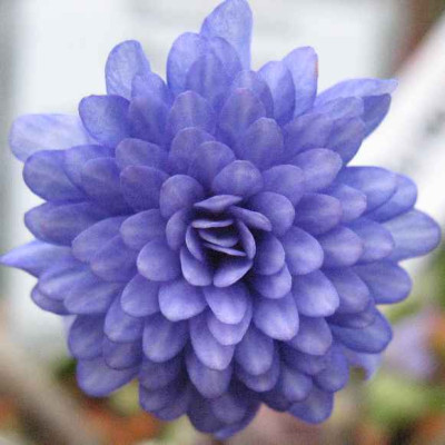 IMG_2158_Hepatica_n._var._jap._Unabara_.JPG
