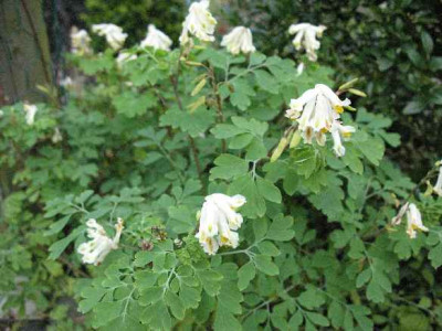 IMG_2194_Corydales_ochr..JPG