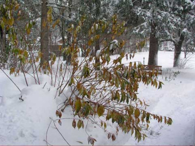 weigelie_im_schnee.jpg