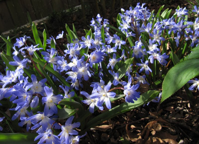 IMG_3146_Chionodoxa_Blue_Giant_2April2021_.jpg