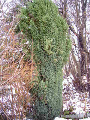 Garten-pur_003.jpg