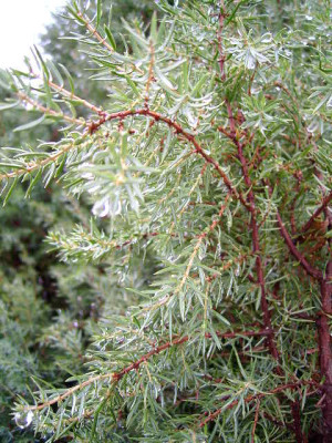 Garten-pur_005.jpg