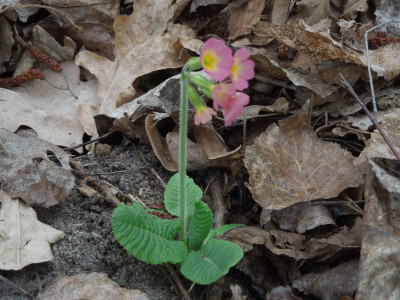 primula_elatior_rosa.jpg