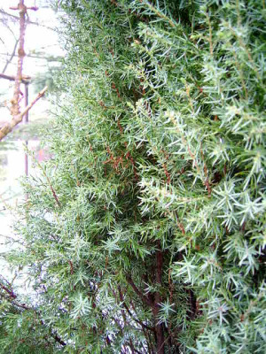 Garten-pur_004.jpg
