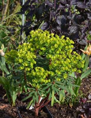 Euphorbia-JadeDragon.20-1.jpg