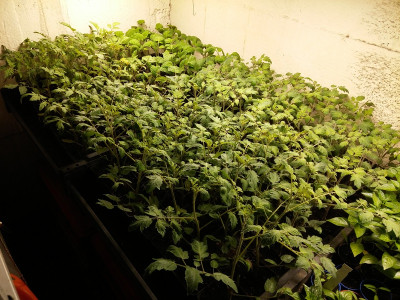 Tomaten 210406.jpg