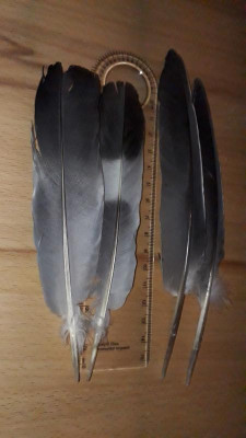 IMG_20210406_201346.jpg