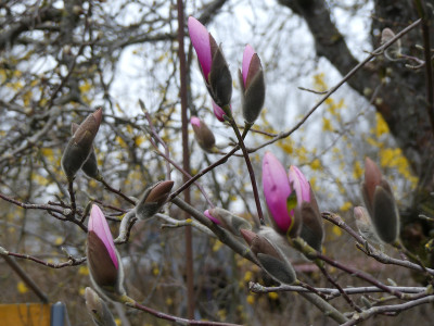 2021-04-07 Magnolia sprengeri var. sprengeri.jpg