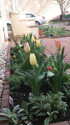 tulpen.jpg