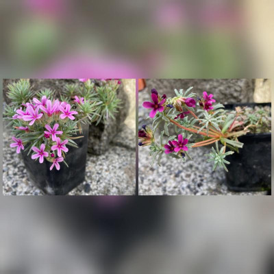 CollageMaker_20210408_173209722.jpg