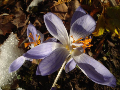 C.speciosus_19.11.jpg