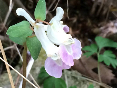 2021-04-08 Corydalis Fundstück.jpg