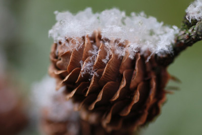 Laerchenzapfenschnee-k.jpg