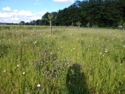 25. Mai 2014 070.JPG