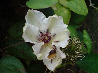 clematis_snow_queen_mit_besuch_nov_07_8.jpg
