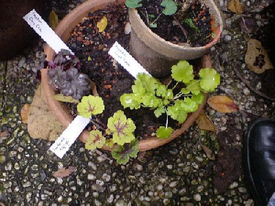 kleine_heuchera-schonheiten_1.jpg