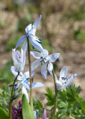 2021-04-09 Scilla rosenii 2.jpg