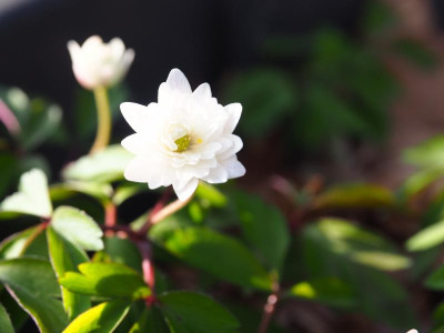 Anemone nemorosa Pink Delight P4090248.JPG
