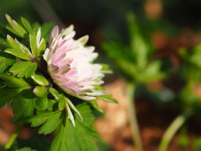 Anemone nemorosa Lisa P4090225.JPG