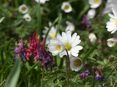 2021-04-09 Anemone blanda 'White Splendour' 1.jpg