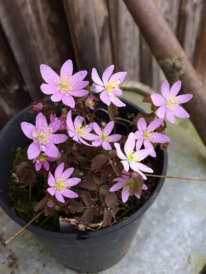 2021-04-10 Anemonella 2.JPG