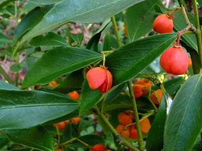 75-Eonymus-myrianthus-Makro.jpg