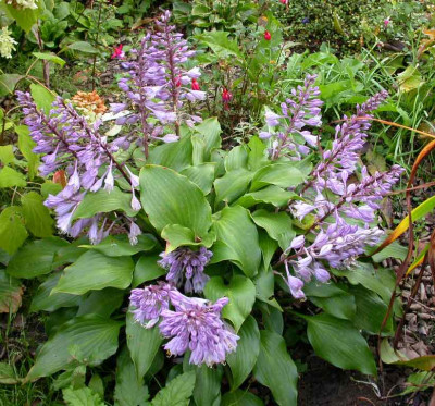 Hosta_capitata_2006_1.jpg