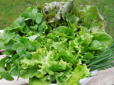 Salat_10.04.2021_1.jpg