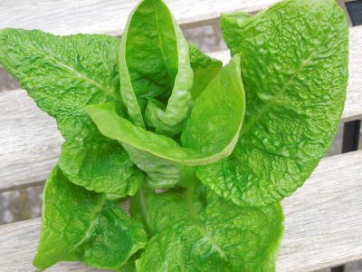 Salat_10.04.2021_2.jpg