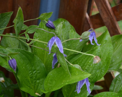Clematis_integrifolia-BabyBlue.18-1.jpg