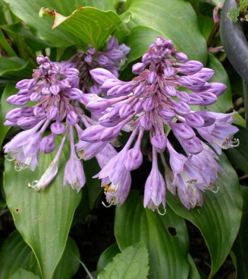Hosta_capitata_2006_2.jpg