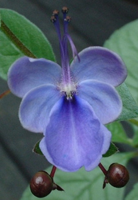 Clerodendron_ugandense.JPG